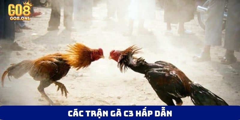 Các trận gà C3 hấp dẫn